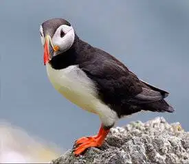 skellig michael tours cost