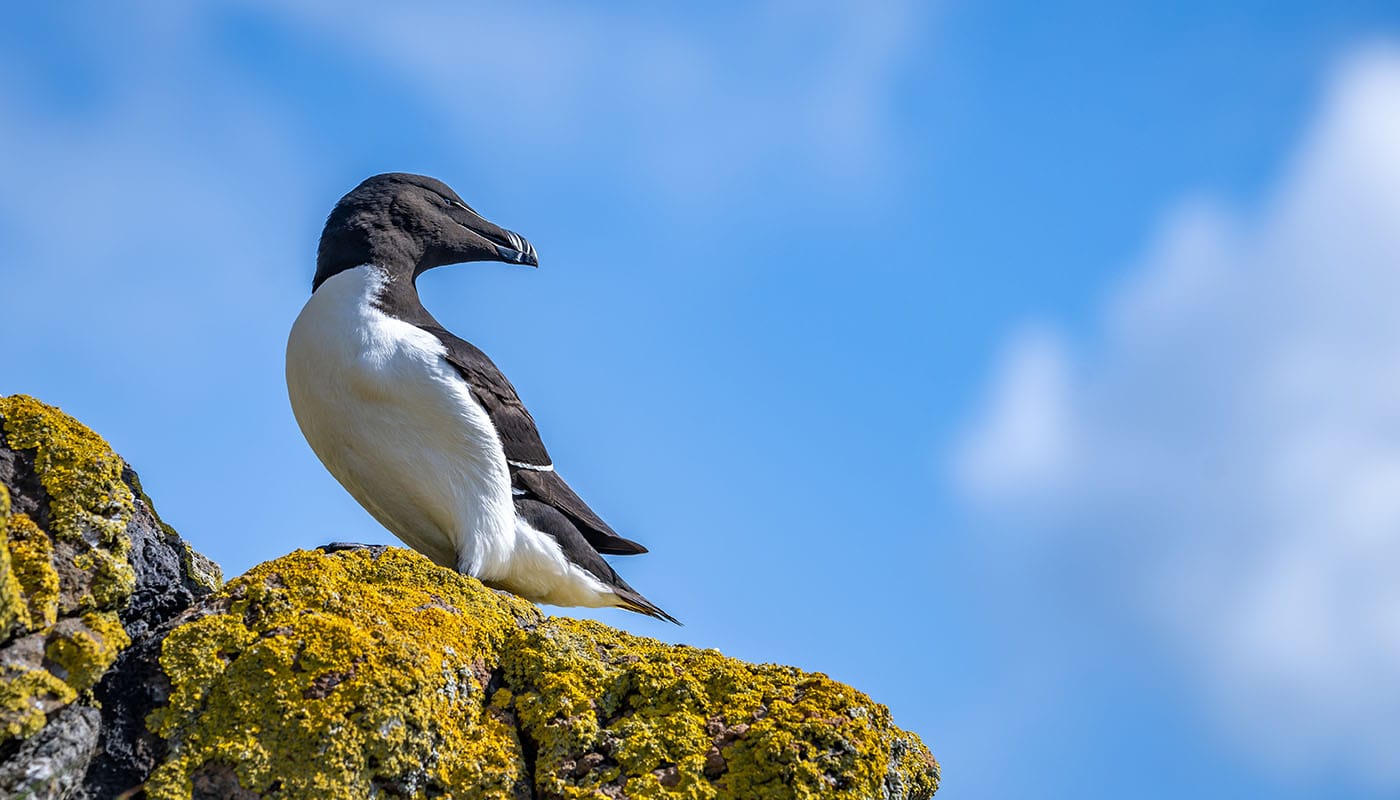 Auckbill Razor Razorbill – Skelligs Rock Cruises